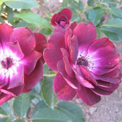 Burgundy Iceberg ® Floribunda Roses garden rose bushes potted or bare root plants