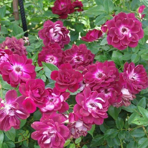 Burgundy Iceberg ® Floribunda Roses garden rose bushes potted or bare root plants