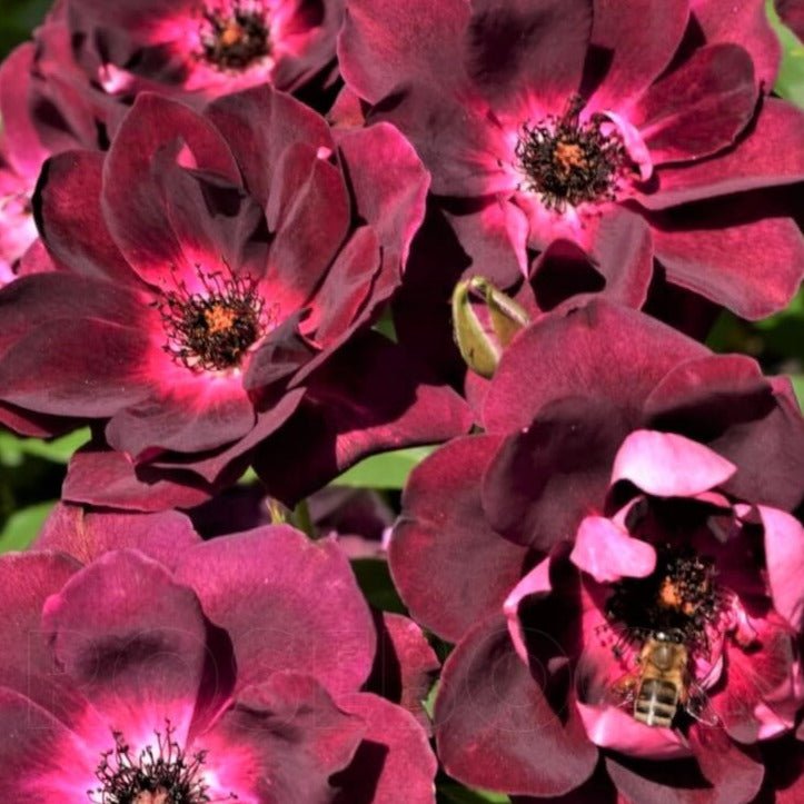 Burgundy Iceberg ® Floribunda Roses garden rose bushes potted or bare root plants