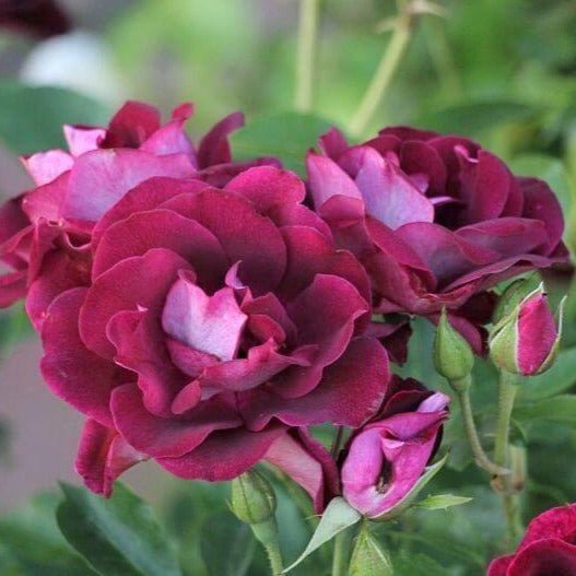 Burgundy Iceberg ® Floribunda Roses garden rose bushes potted or bare root plants