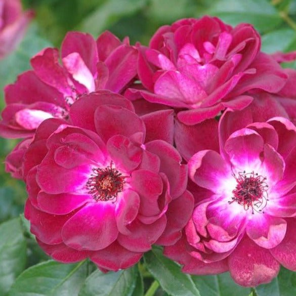 Burgundy Iceberg ® Floribunda Roses garden rose bushes potted or bare root plants