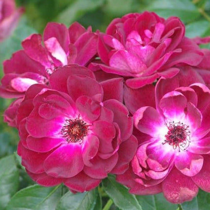 Burgundy Iceberg ® Floribunda Roses garden rose bushes potted or bare root plants