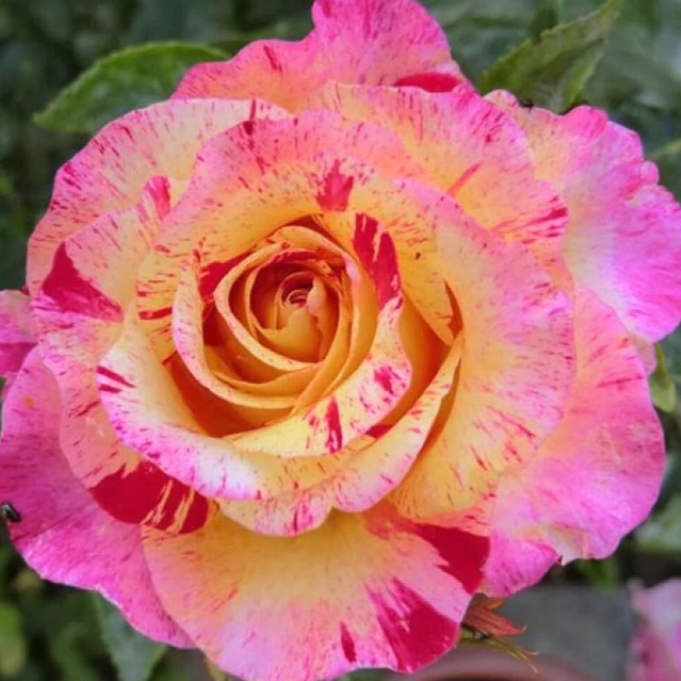 Camille Pissarro ® Floribunda Roses garden rose bushes potted or bare root plants