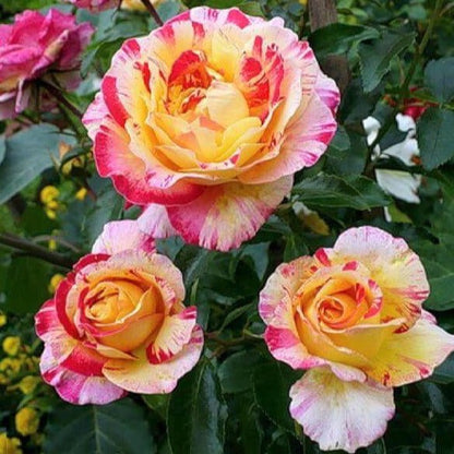 Camille Pissarro ® Floribunda Roses garden rose bushes potted or bare root plants