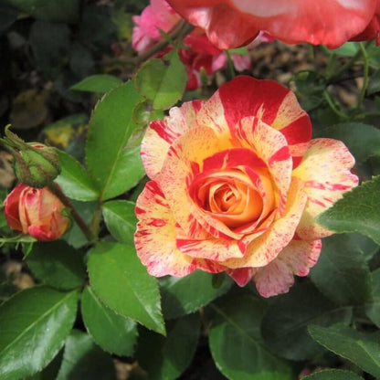 Camille Pissarro ® Floribunda Roses garden rose bushes potted or bare root plants