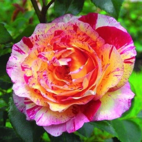 Camille Pissarro ® Floribunda Roses garden rose bushes potted or bare root plants
