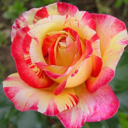 Camille Pissarro ® Floribunda Roses garden rose bushes potted or bare root plants