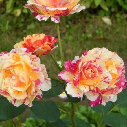 Camille Pissarro ® Floribunda Roses garden rose bushes potted or bare root plants