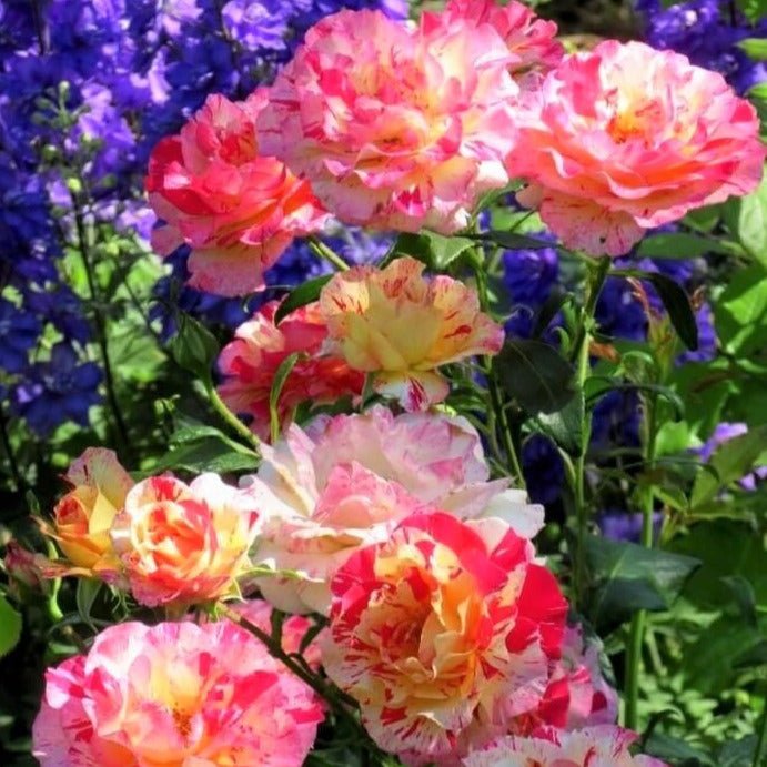 Camille Pissarro ® Floribunda Roses garden rose bushes potted or bare root plants