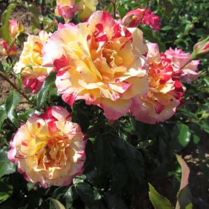 Camille Pissarro ® Floribunda Roses garden rose bushes potted or bare root plants