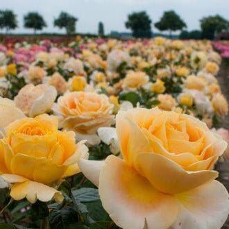 Candlelight ® Hybrid Tea Roses garden rose bushes potted or bare root plants