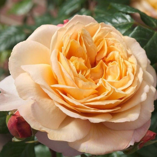 CAPRI ®' Plants garden rose bushes potted or bare root plants