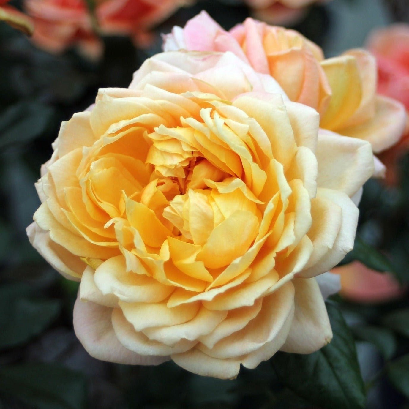 CAPRI ®' Plants garden rose bushes potted or bare root plants