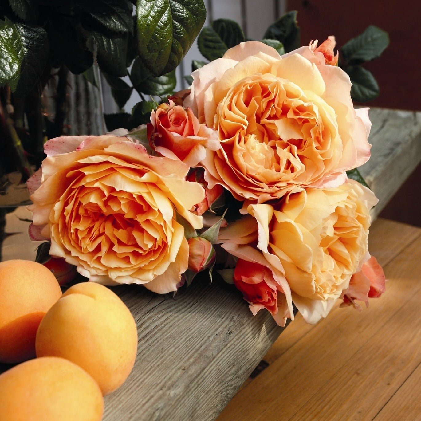 CAPRI ®' Plants garden rose bushes potted or bare root plants