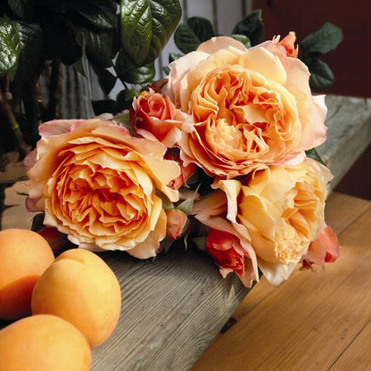 CAPRI ®' Plants garden rose bushes potted or bare root plants