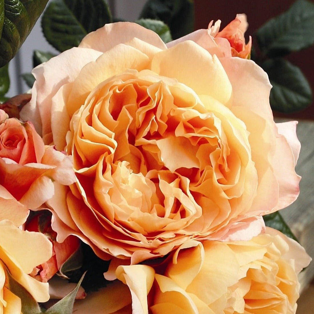 CAPRI ®' Plants garden rose bushes potted or bare root plants