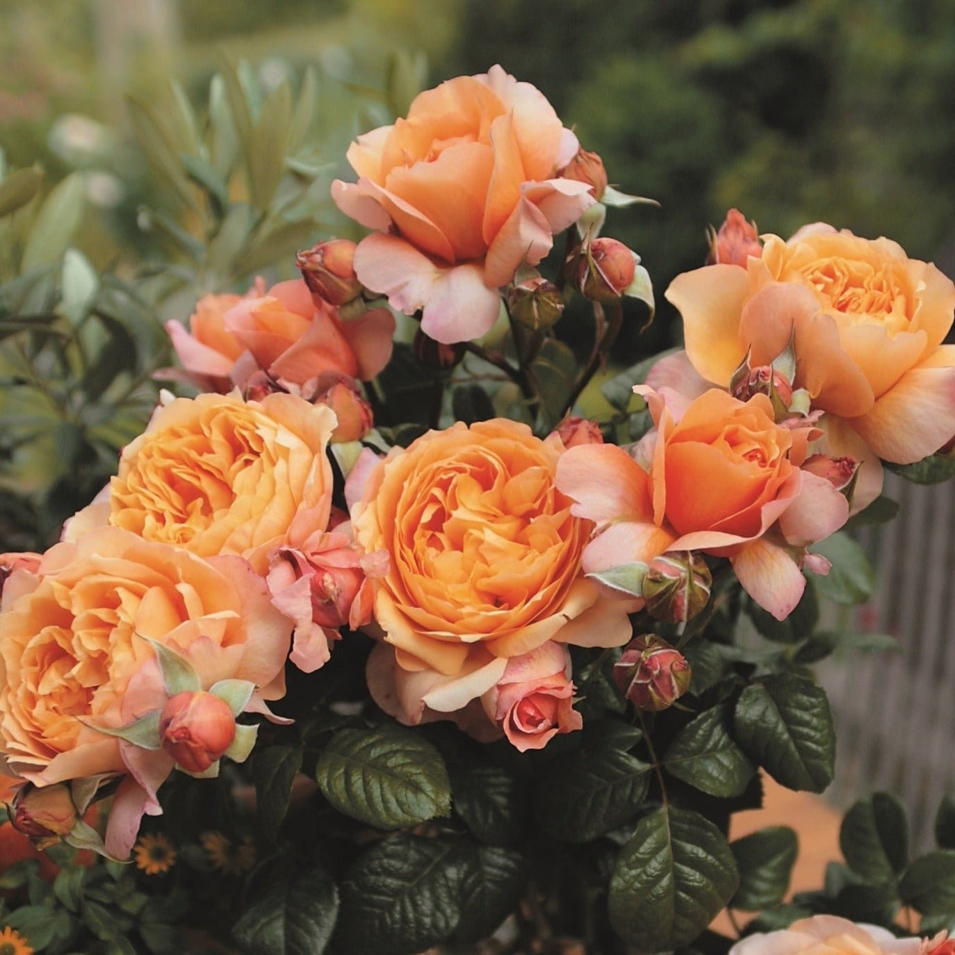 CAPRI ®' Plants garden rose bushes potted or bare root plants