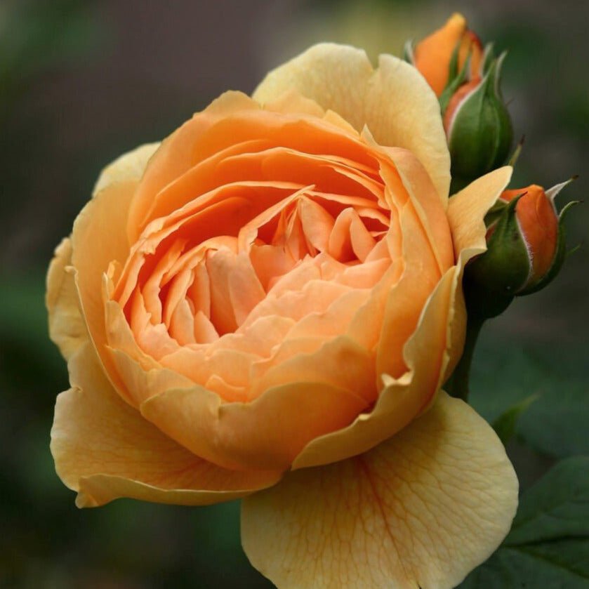 Carolyn Knight ® Floribunda Roses garden rose bushes potted or bare root plants