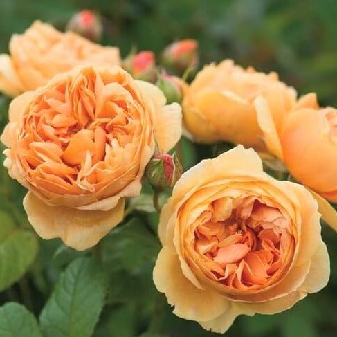 Carolyn Knight ® Floribunda Roses garden rose bushes potted or bare root plants