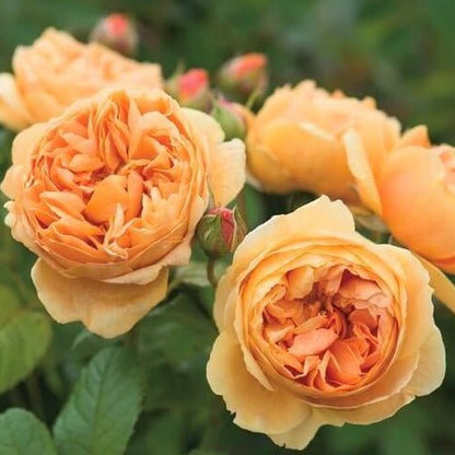 Carolyn Knight ® Floribunda Roses garden rose bushes potted or bare root plants