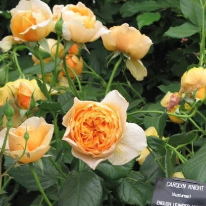 Carolyn Knight ® Floribunda Roses garden rose bushes potted or bare root plants