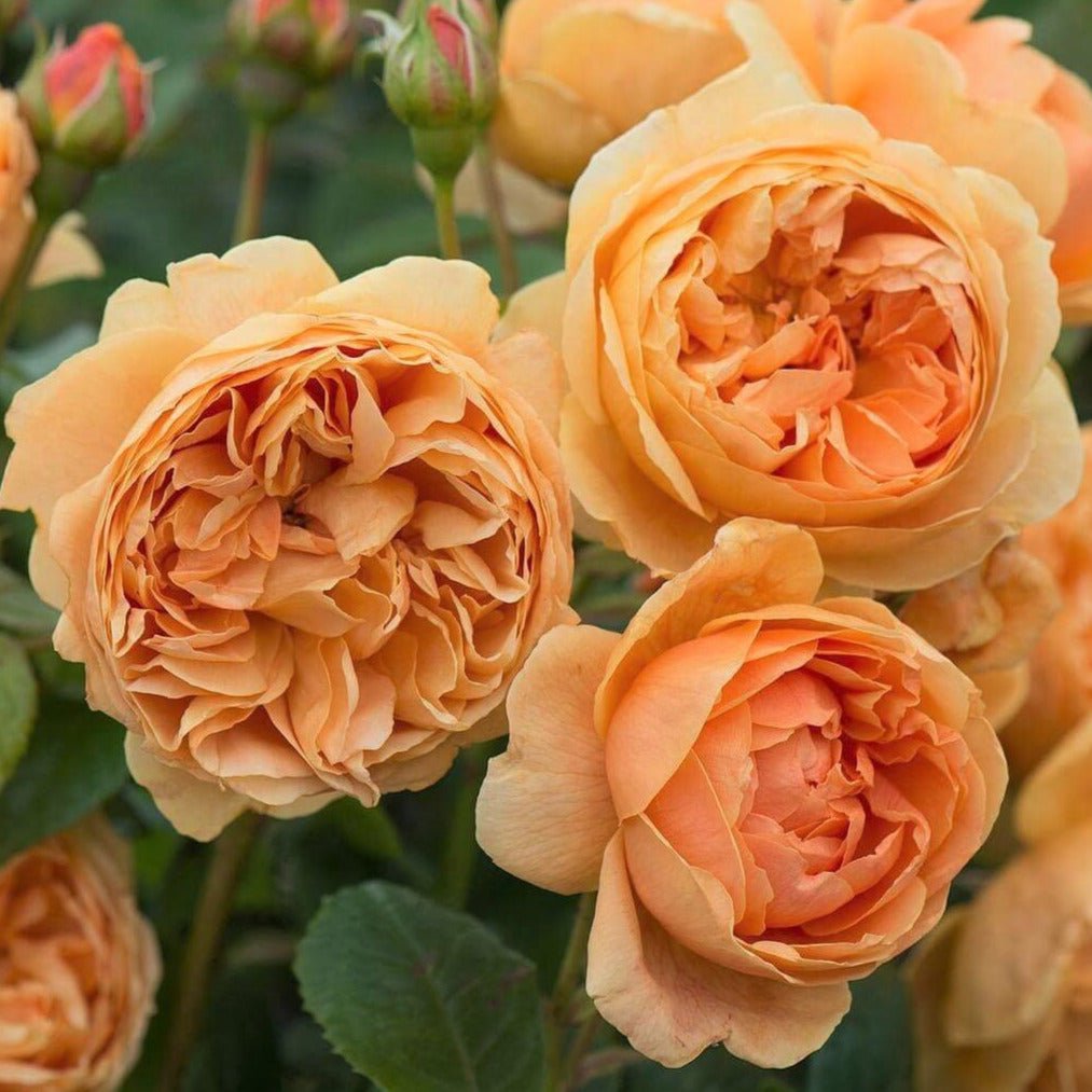 Carolyn Knight ® Floribunda Roses garden rose bushes potted or bare root plants