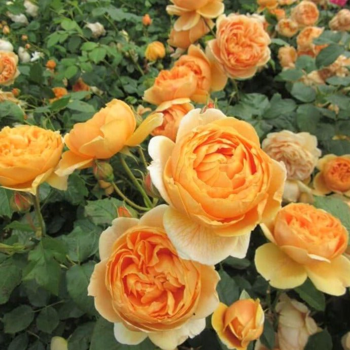 Carolyn Knight ® Floribunda Roses garden rose bushes potted or bare root plants