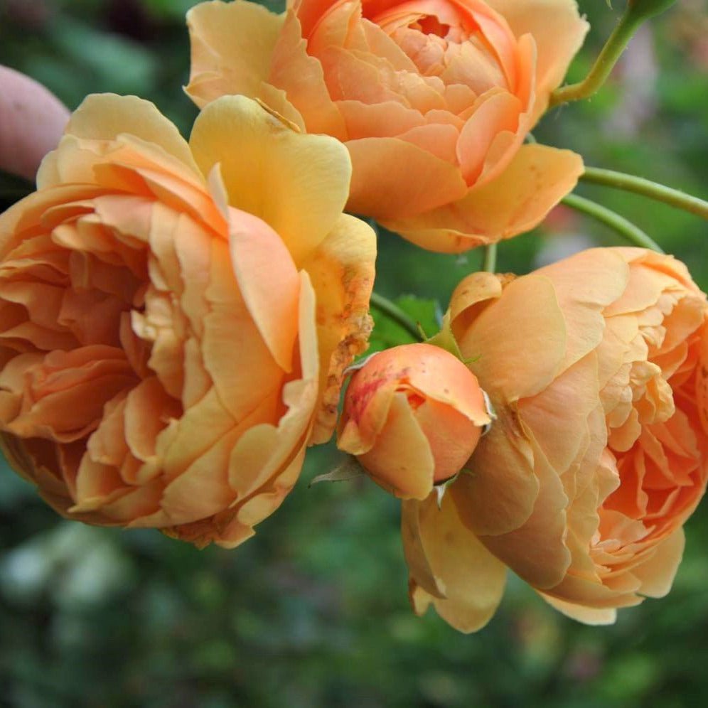 Carolyn Knight ® Floribunda Roses garden rose bushes potted or bare root plants