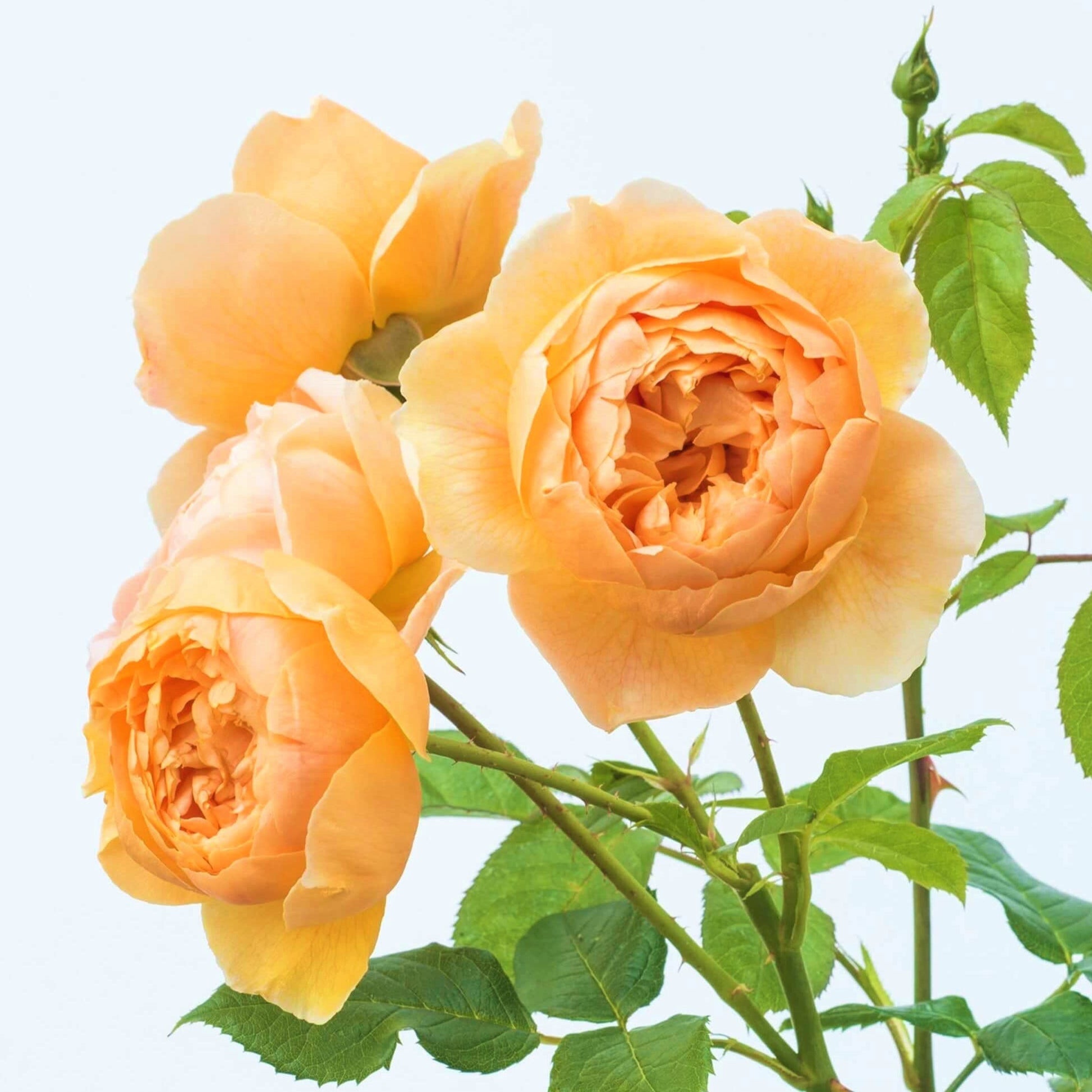 Carolyn Knight ® Floribunda Roses garden rose bushes potted or bare root plants