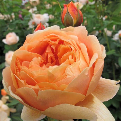 Carolyn Knight ® Floribunda Roses garden rose bushes potted or bare root plants