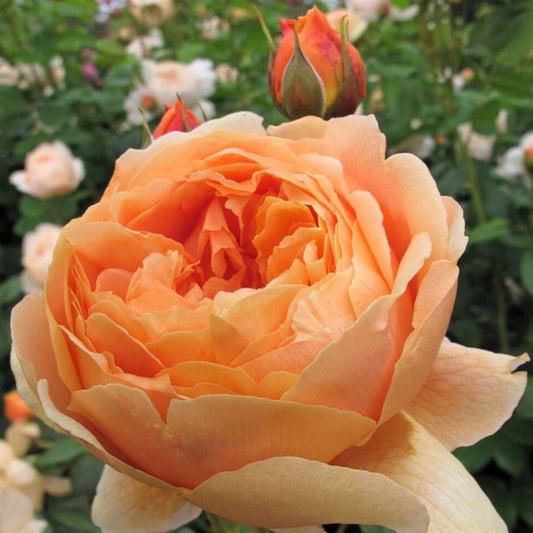 Carolyn Knight ® Floribunda Roses garden rose bushes potted or bare root plants