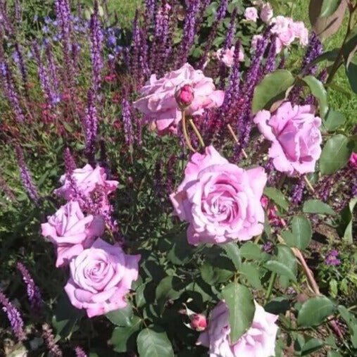 Charles de Gaulle ® Hybrid Tea Roses garden rose bushes potted or bare root plants