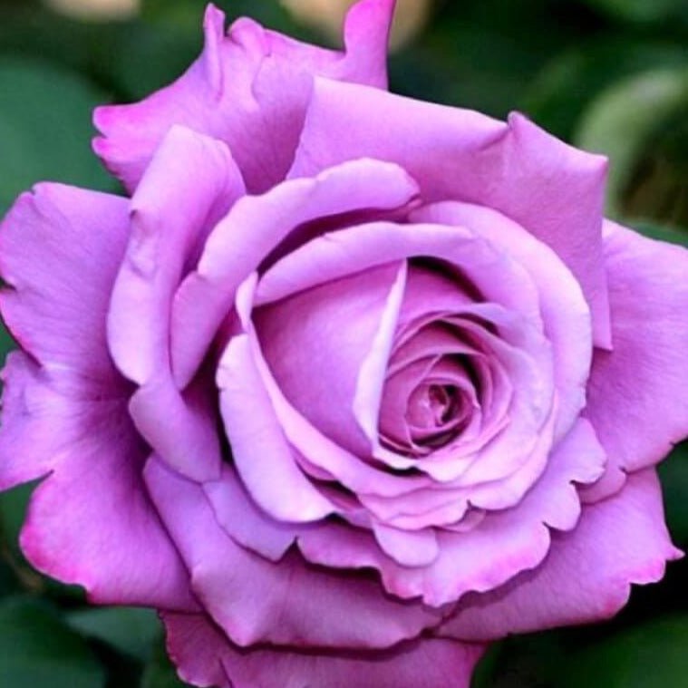 Charles de Gaulle ® Hybrid Tea Roses garden rose bushes potted or bare root plants