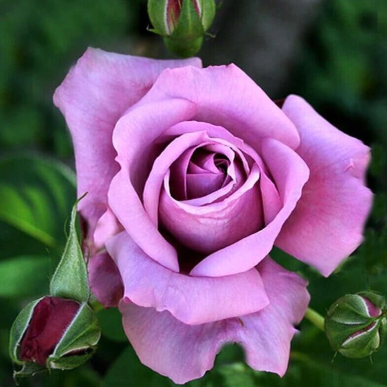 Charles de Gaulle ® Hybrid Tea Roses garden rose bushes potted or bare root plants