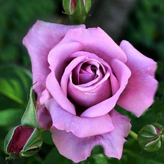 Charles de Gaulle ® Hybrid Tea Roses garden rose bushes potted or bare root plants