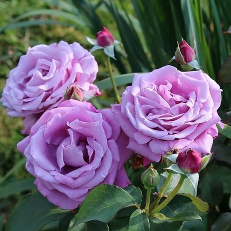 Charles de Gaulle ® Hybrid Tea Roses garden rose bushes potted or bare root plants