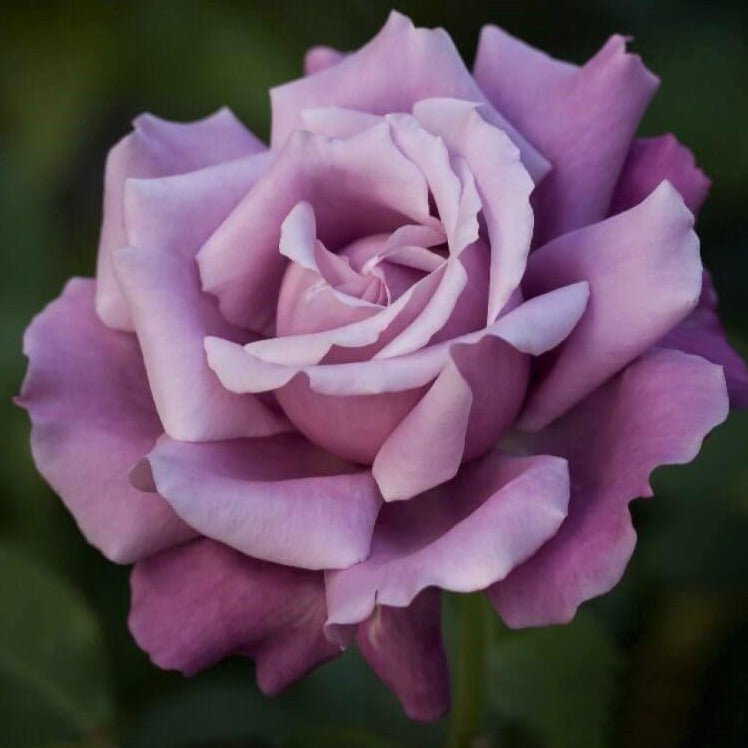 Charles de Gaulle ® Hybrid Tea Roses garden rose bushes potted or bare root plants