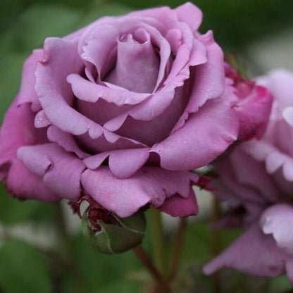 Charles de Gaulle ® Hybrid Tea Roses garden rose bushes potted or bare root plants