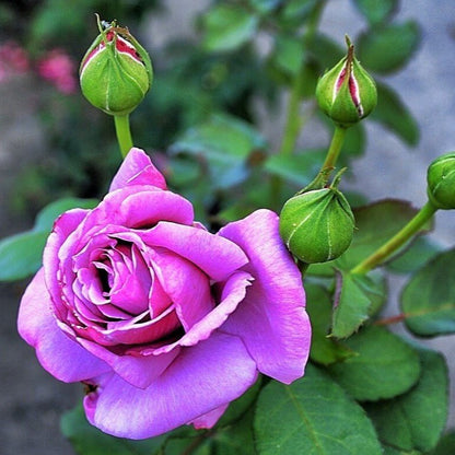 Charles de Gaulle ® Hybrid Tea Roses garden rose bushes potted or bare root plants