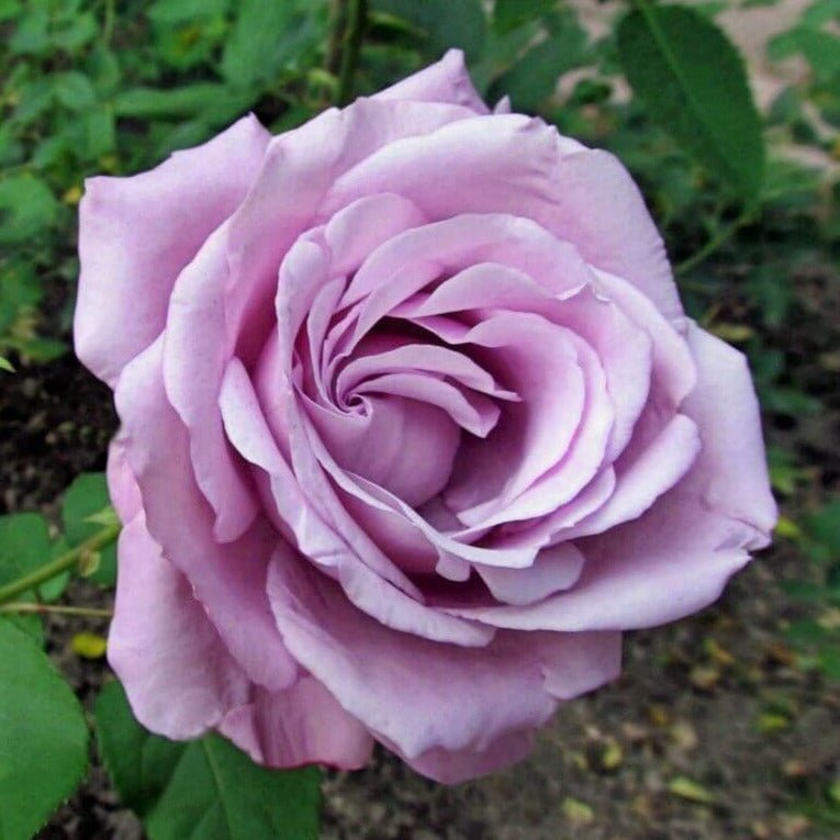 Charles de Gaulle ® Hybrid Tea Roses garden rose bushes potted or bare root plants