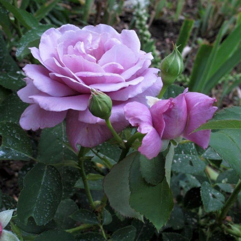 Charles de Gaulle ® Hybrid Tea Roses garden rose bushes potted or bare root plants