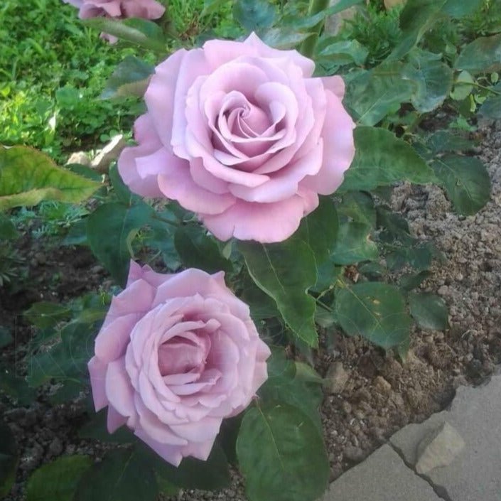 Charles de Gaulle ® Hybrid Tea Roses garden rose bushes potted or bare root plants