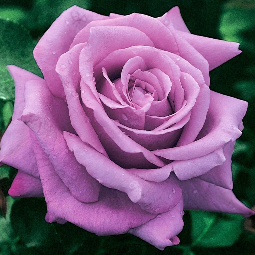 Charles de Gaulle ® Hybrid Tea Roses garden rose bushes potted or bare root plants