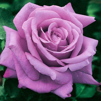 Charles de Gaulle ® Hybrid Tea Roses garden rose bushes potted or bare root plants