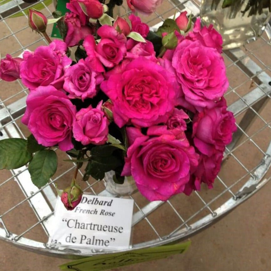 Chartreuse de Parme ® Hybrid Tea Roses garden rose bushes potted or bare root plants