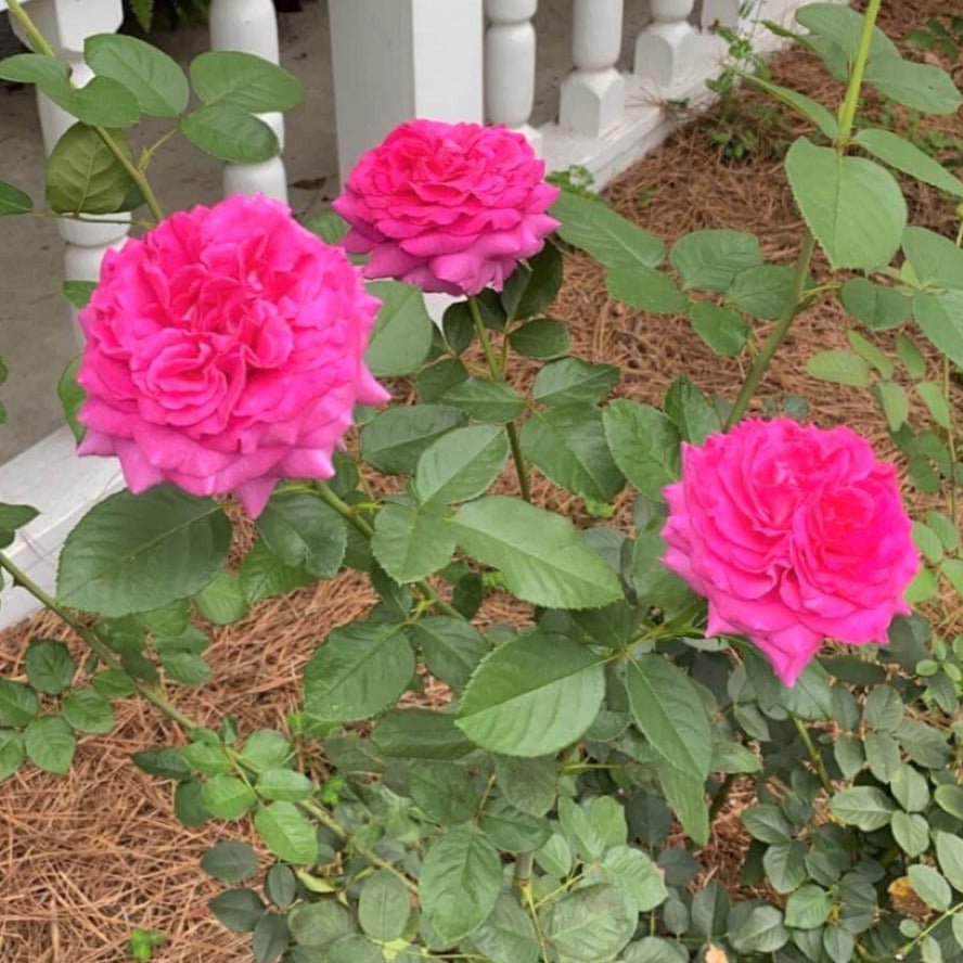 Chartreuse de Parme ® Hybrid Tea Roses garden rose bushes potted or bare root plants