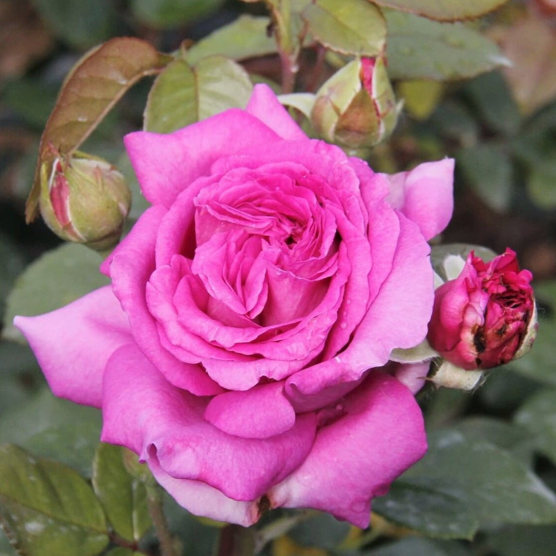 Chartreuse de Parme ® Hybrid Tea Roses garden rose bushes potted or bare root plants