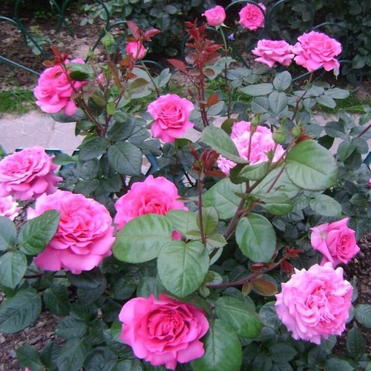 Chartreuse de Parme ® Hybrid Tea Roses garden rose bushes potted or bare root plants