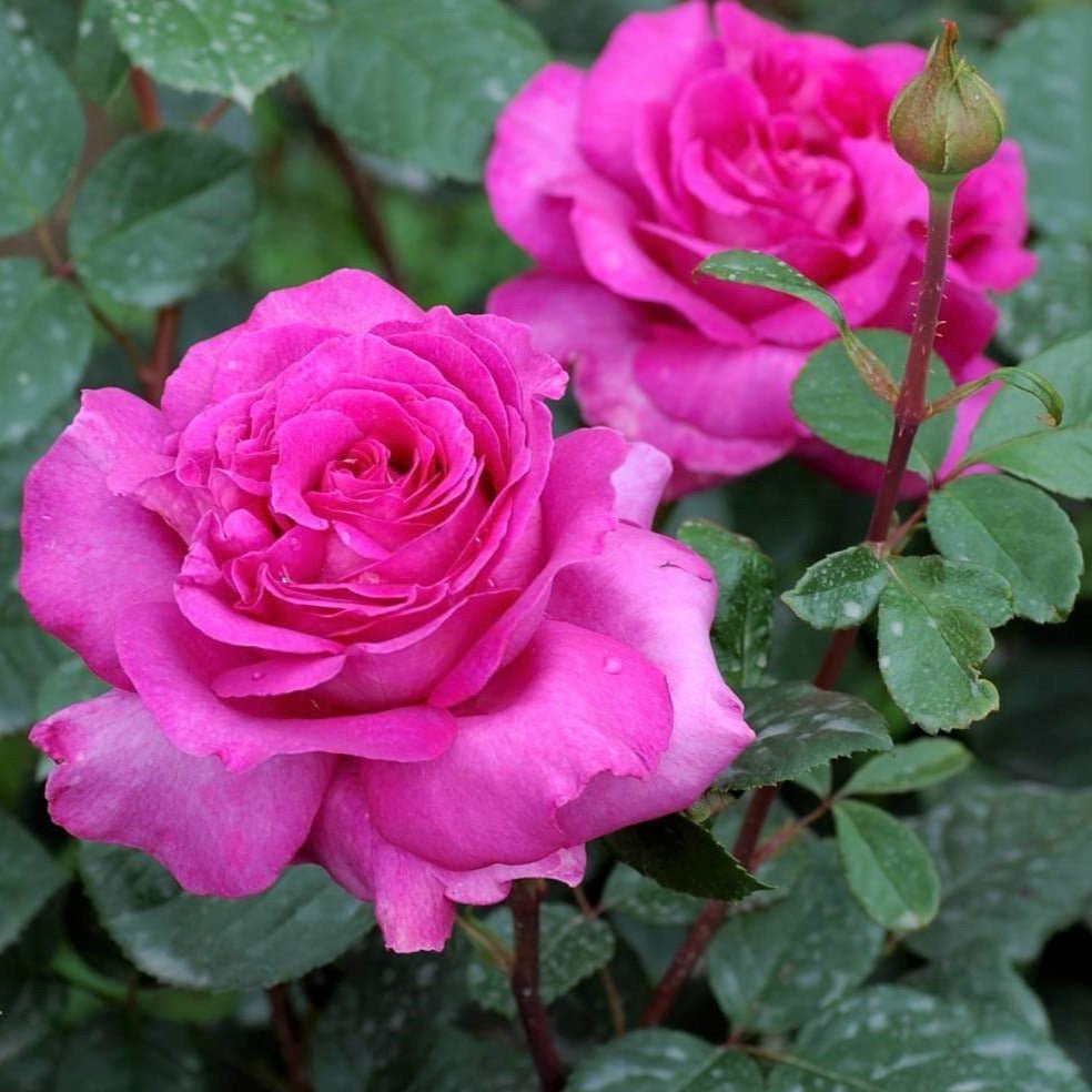 Chartreuse de Parme ® Hybrid Tea Roses garden rose bushes potted or bare root plants