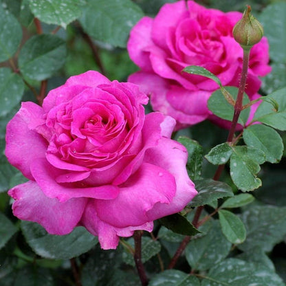Chartreuse de Parme ® Hybrid Tea Roses garden rose bushes potted or bare root plants